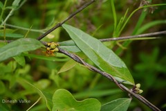 Hemidesmus indicus var. indicus
